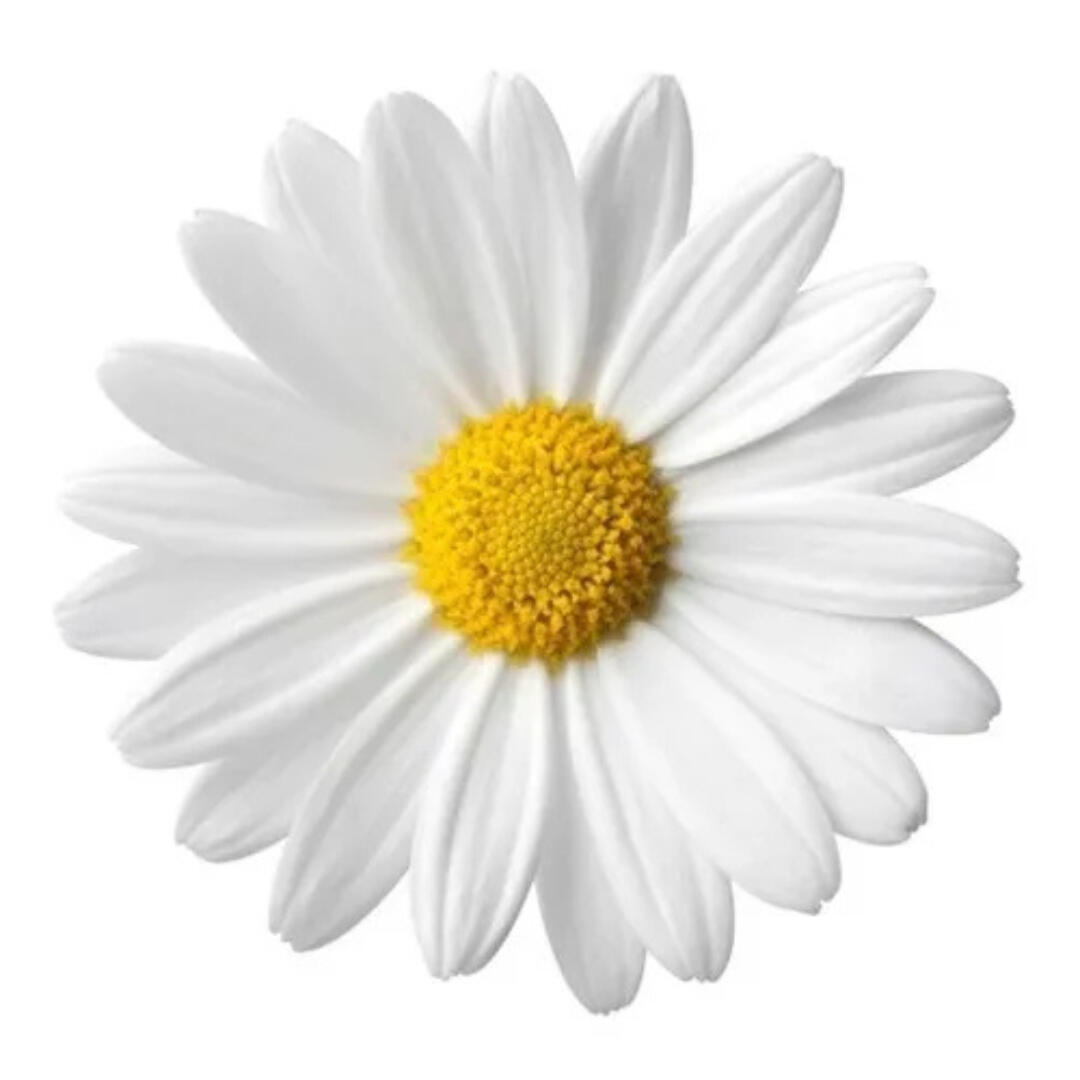 435 Sementes De Margarida Gigante Branca Flor/jardim/horta